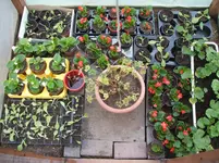 Garten 058.webp