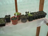 Garten 059.webp
