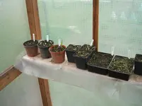 Garten 060.webp