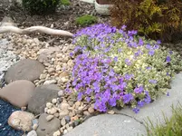 Garten 061.webp