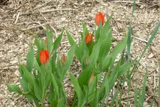 Die ersten Tulpen.webp
