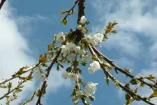 Kirschblüten.webp