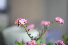 DSC_0657.webp