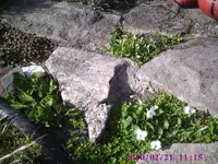 weiße Veilchen.webp