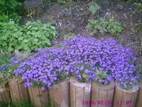 Blaukissen.webp