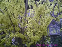 Forsythie.webp
