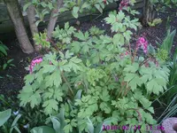 Herzchen.webp