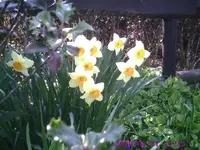 Narzissen.webp