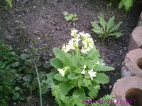 Schlüsselblume.webp