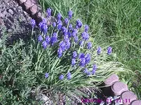 Traubenhyazinthen.webp