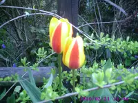 Tulpen.webp