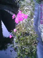 Rosenprimel.webp
