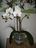 IMG_0033.webp