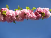 IMG_1062.webp