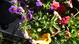 Petunienmix.webp