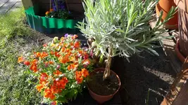 Lavendelstamm ind Nemesie.webp