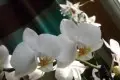 031.webp