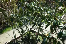Was hat der Rhodi.webp
