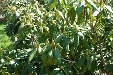 Der Rhodi ist o.k..webp