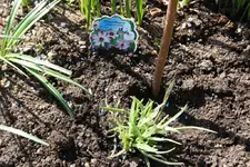 Rasselblume.webp