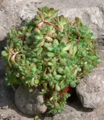 HWurz60365.webp