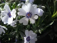 IMG_3885_1024x768.webp