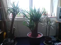 DSC01282.webp