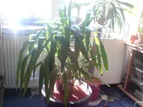 DSC02067.webp