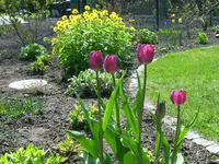 Tulpe Magenta.webp