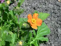 JD500559.webp