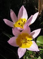 Wildtulpen.webp