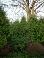 Garten 009.webp