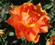 orange-farbene Papagei voll erblüht.webp