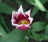 lila-weiße Tulpe voll erblüht.webp