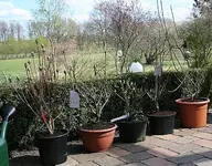 5 geparkte Azaleen.webp