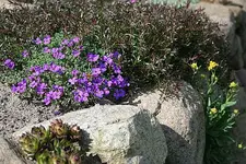 diverse Steingewächse.webp