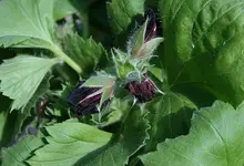 dunkelrote Geranie.webp