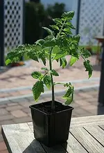 Eiertomaten.webp