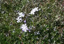 lila Polsterphlox.webp