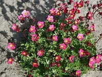 pinkiger Moossteinbrech.webp