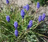 Traubenhyazinthe.webp