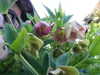 100_6654.webp