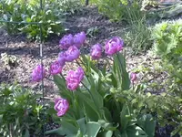 22.04.2010 002.webp