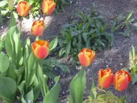 22.04.2010 031.webp