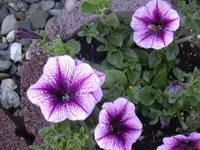 22.04.2010 051.webp