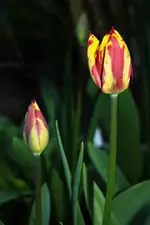 Tulpe Rot Gelb.webp