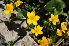 Sumpfdotter (2).webp