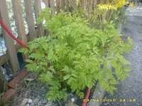 JD800001.webp