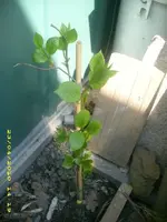 JD800003.webp