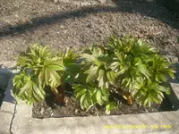 JD800030.webp